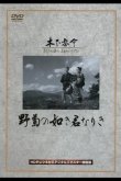 Ты была подобна дикой хризантеме 1955
