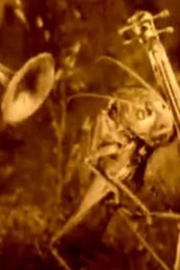 Веселые сценки из жизни животных 1912