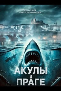 Акулы в Праге 2025