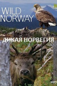 Дикая Норвегия 2017