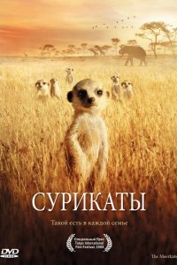 Сурикаты 2007
