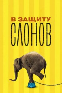 В защиту слонов 2013